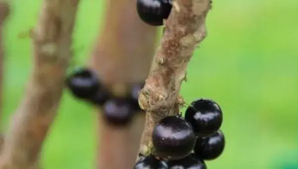 树葡萄种植技术