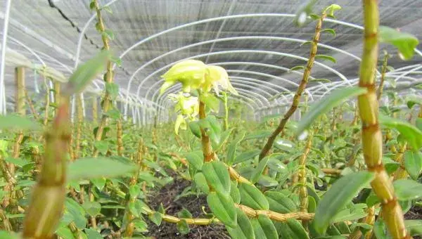 铁皮石斛的种植技术  铁皮石斛怎么种植