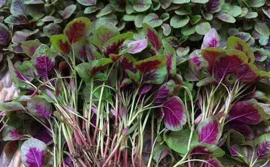 苋菜的种植时间和种植方法介绍