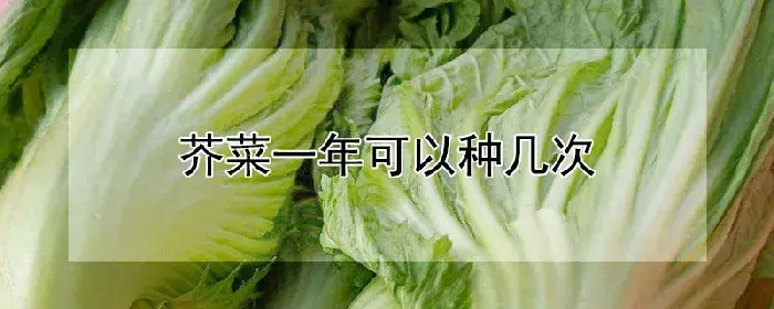 芥菜一年可以种几次
