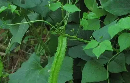 四棱豆各时期花蕾脱落的原因及防治措施