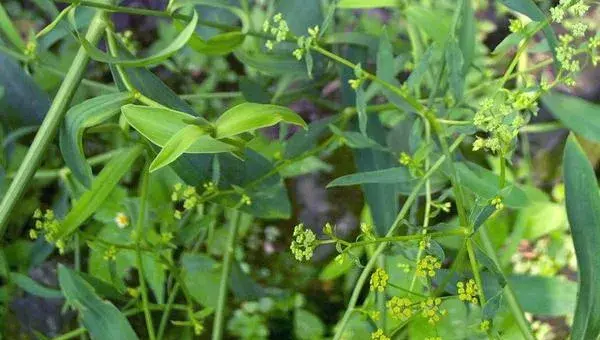 柴胡种植技术 柴胡种植时间及方法