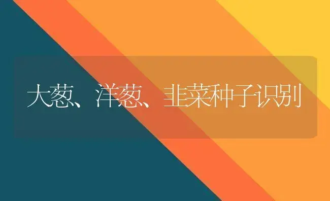 大葱、洋葱、韭菜种子识别 | 植物科普
