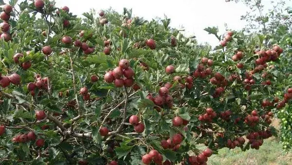 大果山楂种植技术