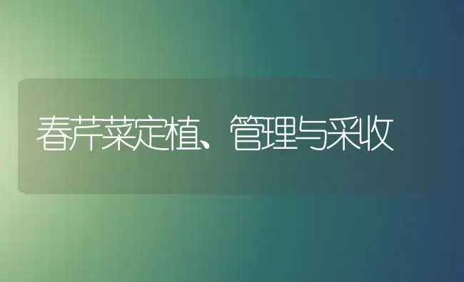 春芹菜定植、管理与采收 | 植物科普