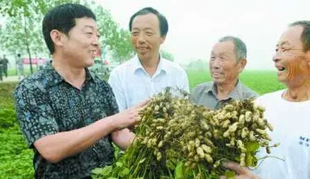 种花生的适时收获与留种技巧