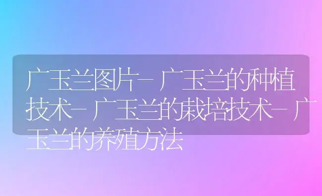 广玉兰图片-广玉兰的种植技术-广玉兰的栽培技术-广玉兰的养殖方法 | 植物科普
