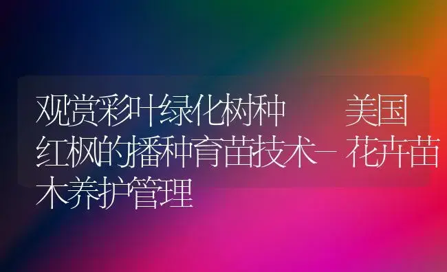 观赏彩叶绿化树种――美国红枫的播种育苗技术-花卉苗木养护管理 | 植物知识