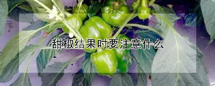 甜椒结果时要注意什么