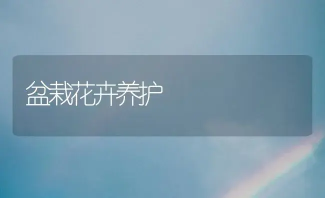盆栽花卉养护 | 植物科普