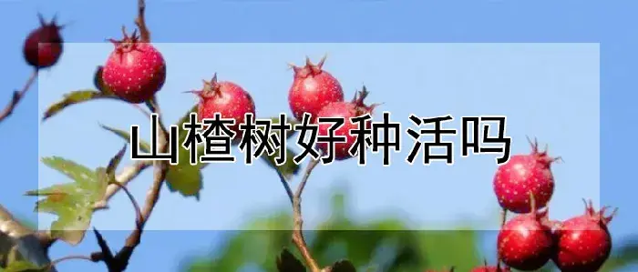 山楂树好种活吗