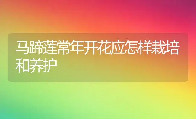 马蹄莲常年开花应怎样栽培和养护 | 植物知识