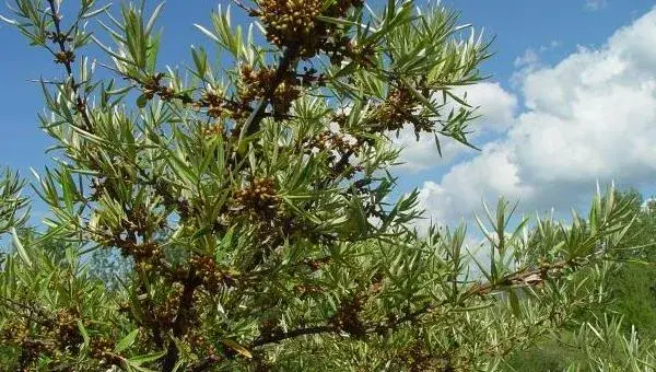 沙棘怎么种 沙棘种植方法与注意事项