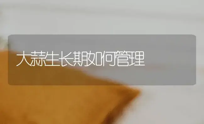 大蒜生长期如何管理 | 植物科普