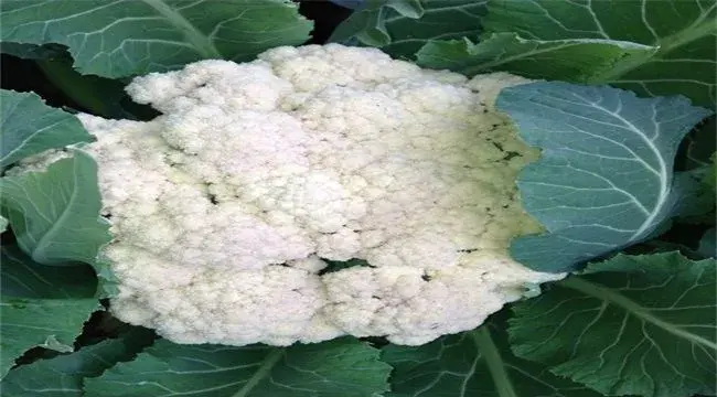 菜花千里雪种植技术讲解