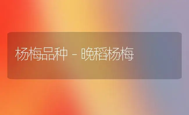 杨梅品种－晚稻杨梅 | 植物科普