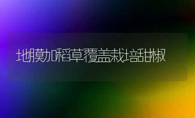 地膜加稻草覆盖栽培甜椒 | 植物百科