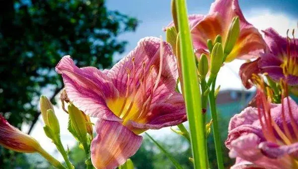 百合花种植方法