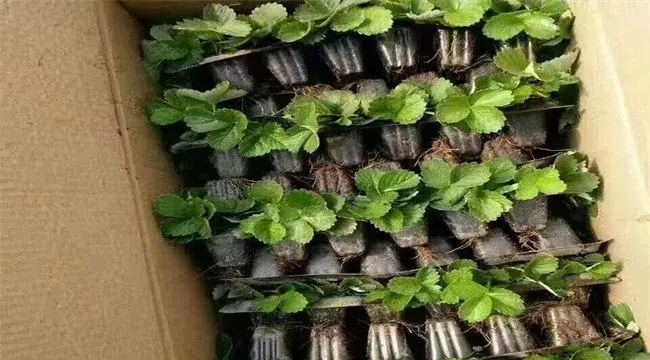盆栽草莓的种植管理技术