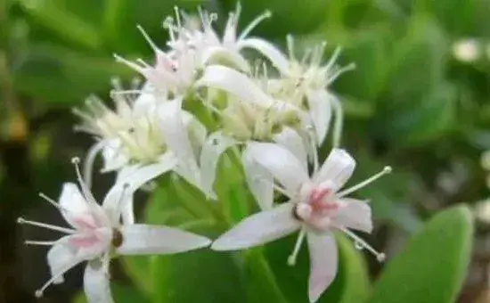 燕子掌几年开花，需要养殖3年以上才能开花