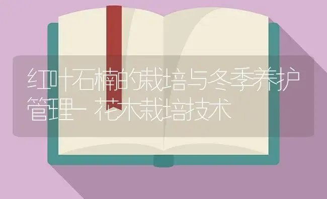 红叶石楠的栽培与冬季养护管理-花木栽培技术 | 植物知识