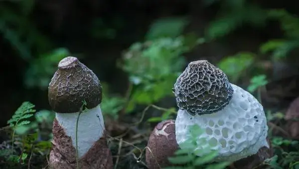 2018种竹荪赚钱吗？竹荪种植的利润与投资成本及前景预测