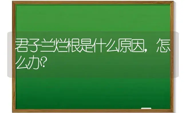 君子兰烂根是什么原因，怎么办? | 植物科普