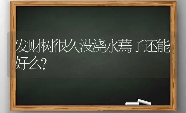 发财树很久没浇水蔫了还能好么？ | 植物问答