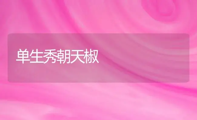 单生秀朝天椒 | 植物科普