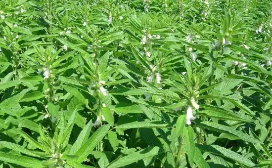 芝麻苗可以移栽吗