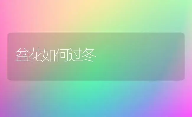 盆花如何过冬 | 植物知识