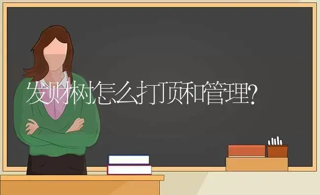 发财树怎么打顶和管理？ | 植物问答