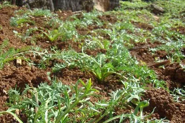 预测2019年草药种植什么最赚钱