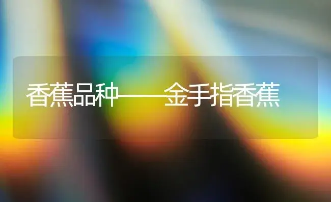香蕉品种――金手指香蕉 | 植物科普