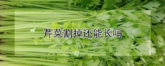 芹菜割掉还能长吗