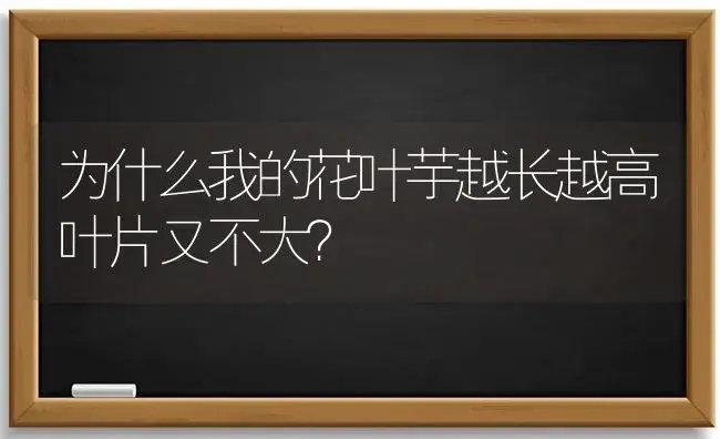 为什么我的花叶芋越长越高叶片又不大？ | 植物问答