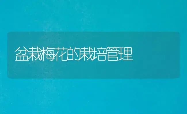 盆栽梅花的栽培管理 | 植物科普
