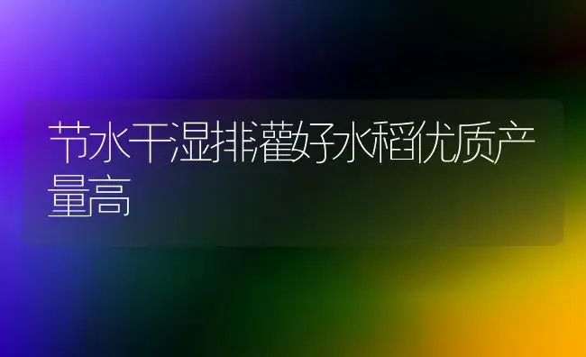 节水干湿排灌好水稻优质产量高 | 植物科普