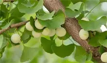 银杏果的食疗优势