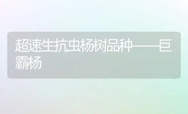 超速生抗虫杨树品种——巨霸杨 | 植物科普