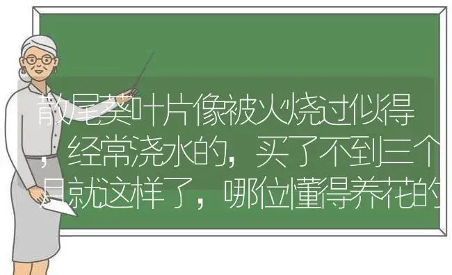 散尾葵叶片像被火烧过似得，经常浇水的，买了不到三个月就这样了，哪位懂得养花的高人有什么好办法救救它吗？ | 植物问答