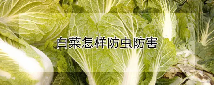 白菜怎样防虫防害