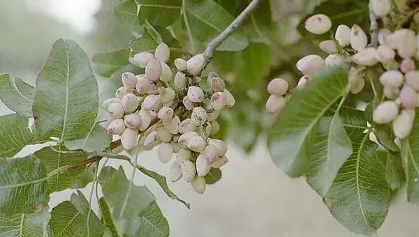 开心果适合在哪里种植 为什么没人种植开心果