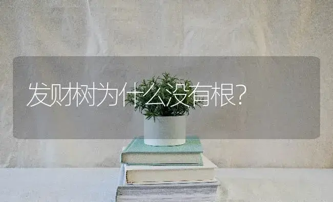 发财树为什么没有根？ | 植物问答