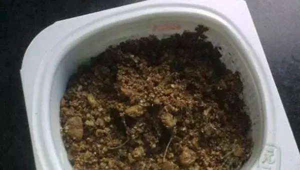 花毛茛种球怎么种 花毛茛种球种植方法