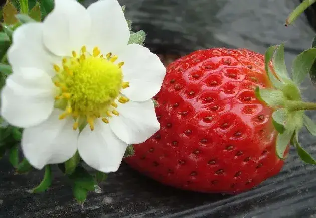 芸苔素锌硼二氢钾有什么作用？