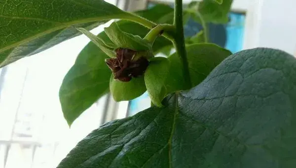 木耳菜的种植方法