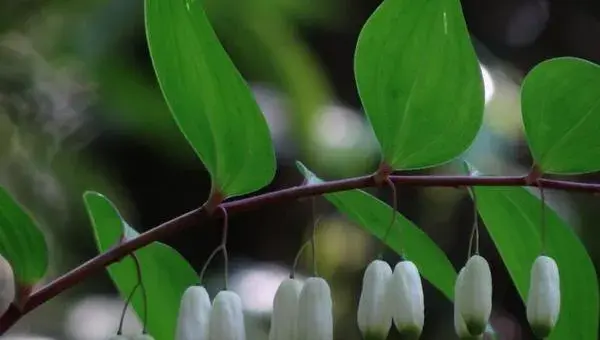 2018种细辛赚钱吗？细辛种植的利润与投资成本及前景预测