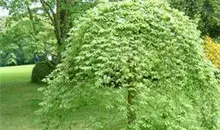 榆树种植的养护要点