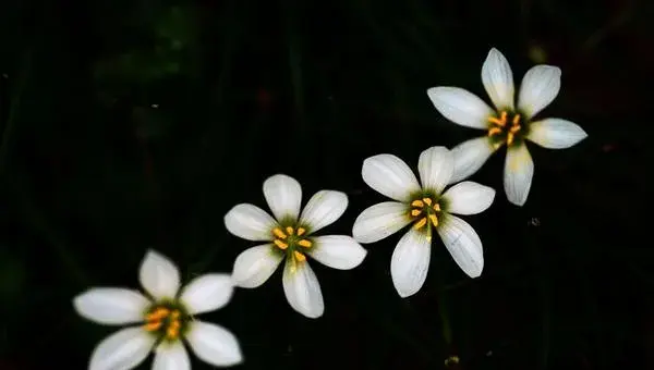 2018种兰花赚钱吗？兰花种植的利润与投资成本及前景预测